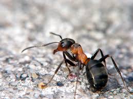 Stop a formiche e insetti infestanti con Disinfestazione Rimini