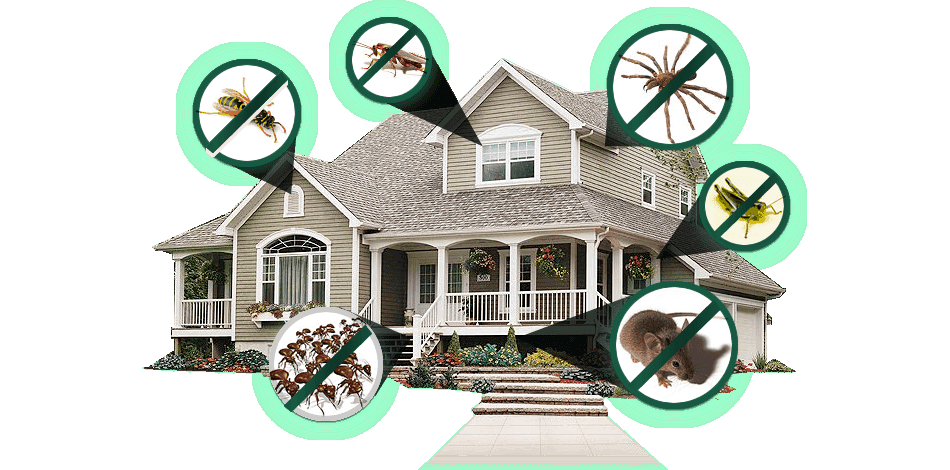 كيفية التخلص من الحشرات في المنزل